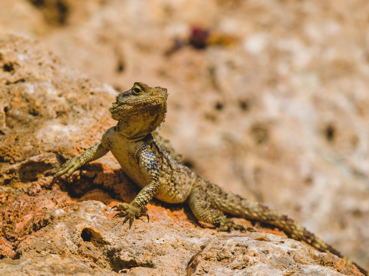 Pexels Photo 32614561