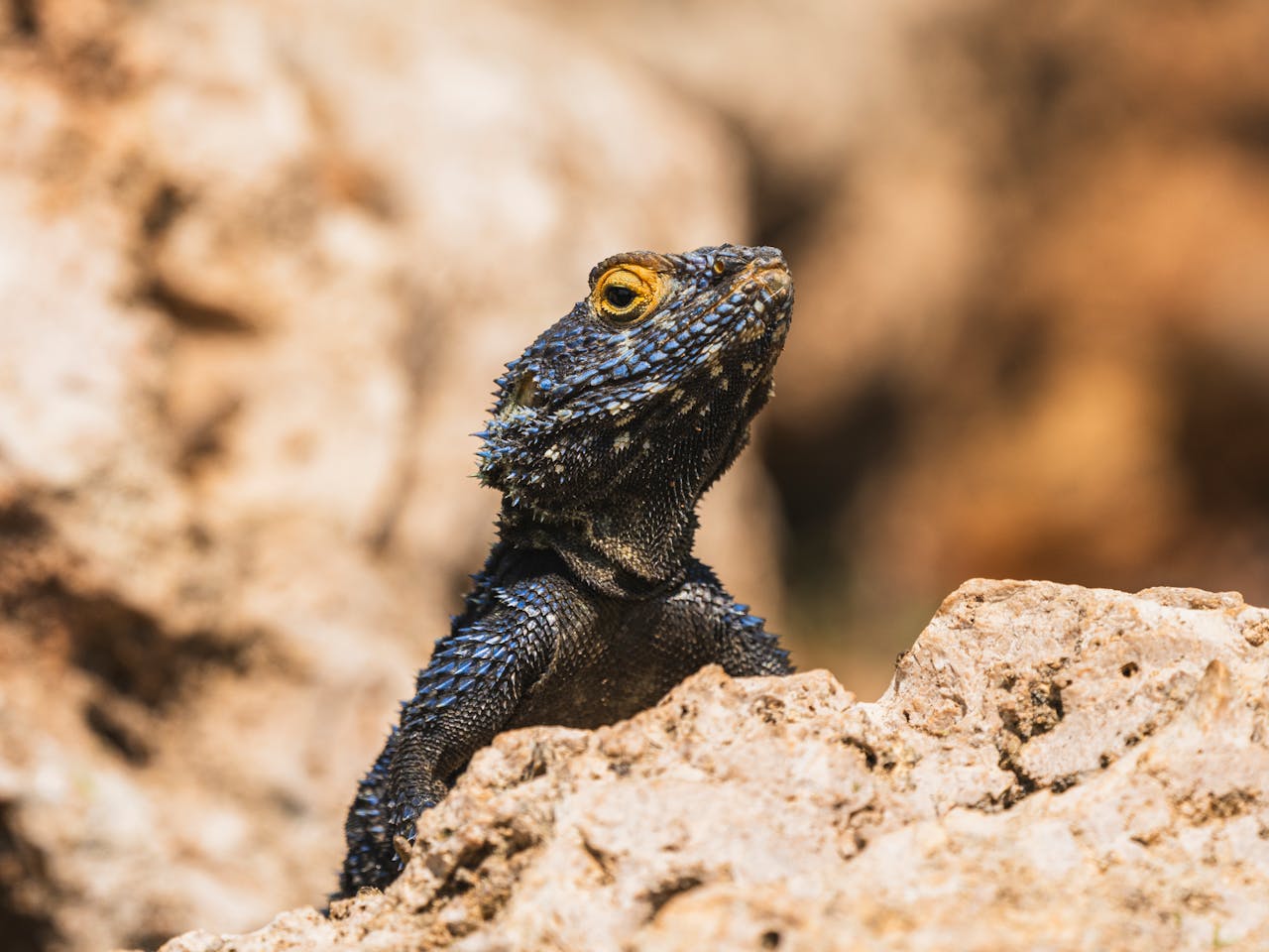 Pexels Photo 32615046