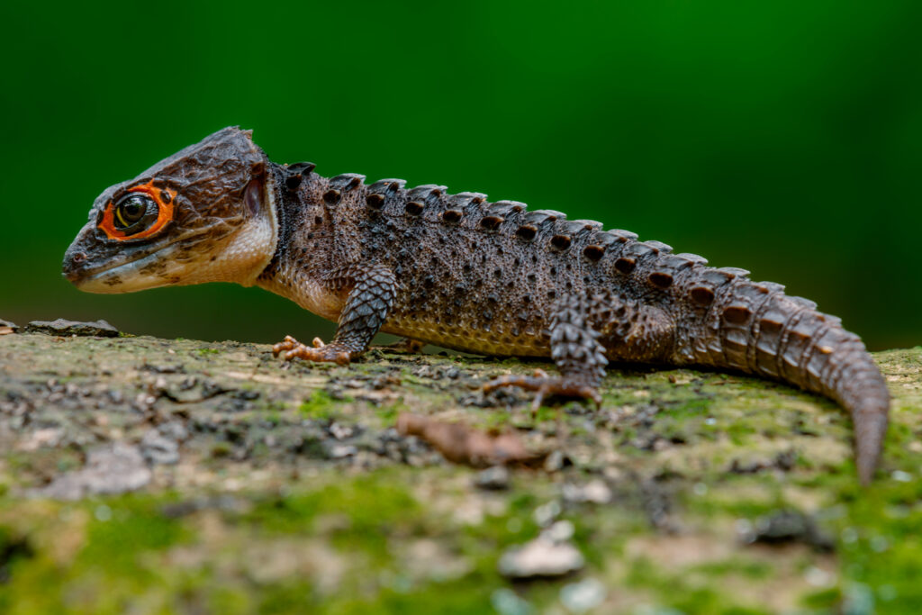 cute crocodile skink in natural habitat 05