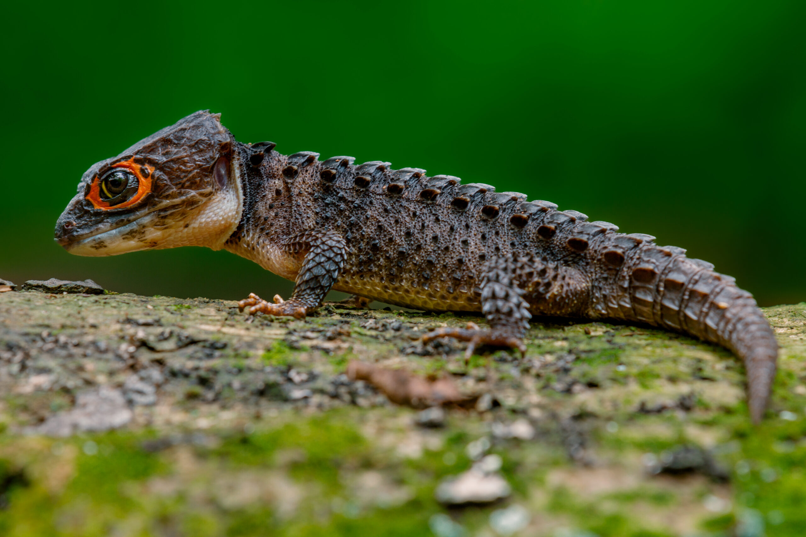 cute crocodile skink in natural habitat 05