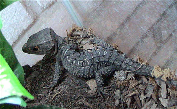 tribolonotus gracilis