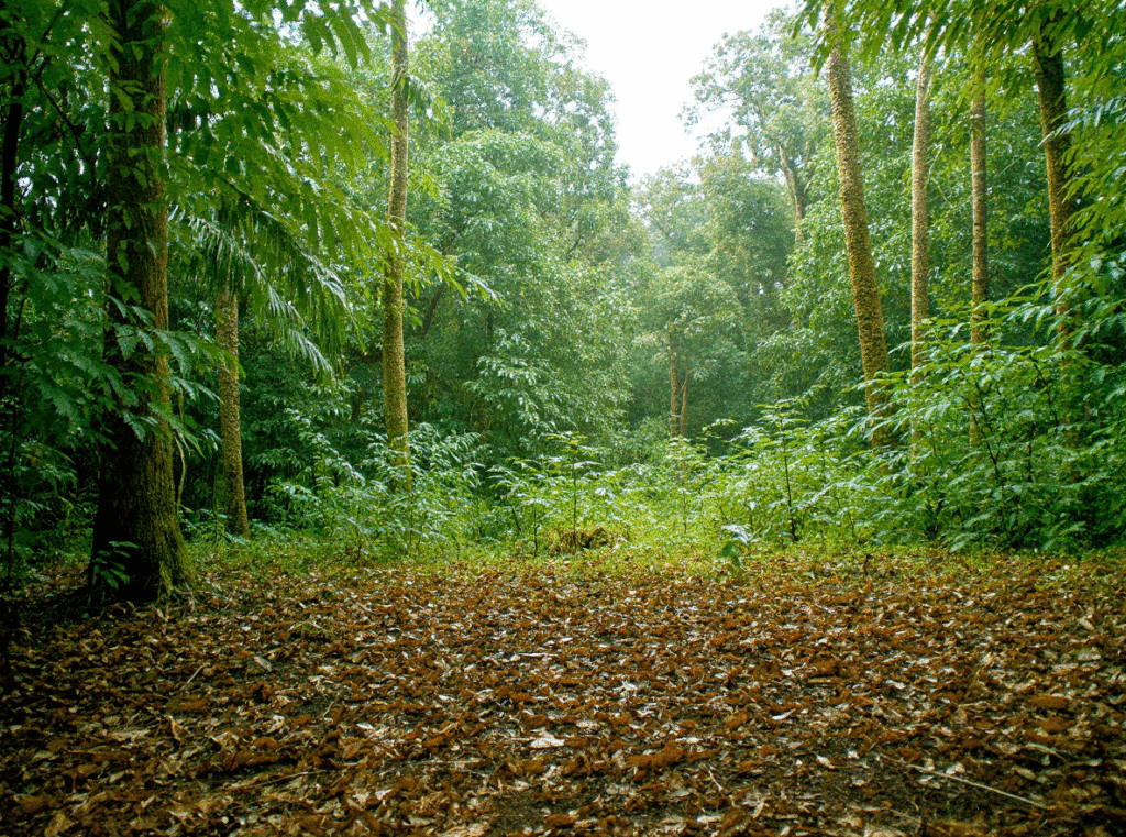habitat natural